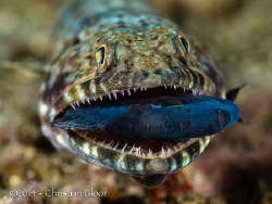Lunch time fo this lizardfish by Christian Gloor 